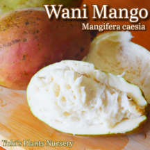 ワニマンゴー 苗[熱帯果樹]Mangifera cassia