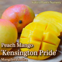 マンゴー 苗[品種:ケンジントンプライド(ピーチマンゴー)]Mangifera indica 'Kensington Pride'