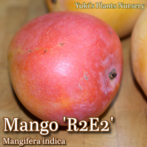 �ޥ󥴡� ��[�ʼ�:R2E2]Mangifera indica 'R2E2'