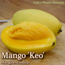 マンゴー 苗[品種:ケオ]Mangifera indica 'Keo'