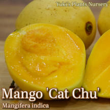 �ޥ󥴡� ��[�ʼ�:���å��塼]Mangifera indica 'Cat Chu'
