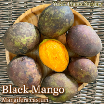 ブラックマンゴー 苗[熱帯果樹]Mangifera casturi