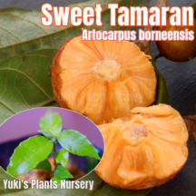 �������ȡ����ޥ��  ��[����Ǯ�Ӳ̼�]Artocarpus borneensis