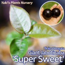 ���㥤����ȡ�����ܥ����� ��[�ʼ�:�����ѡ���������]Plinia oblongata 'Super Sweet'