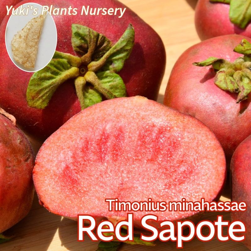 熱帯果樹】グアビユ(Myrcianthes pungens) Myrcianthes pungens