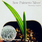 Υ䥷 С [Сѥå]Serenoa repens 'Silver'
