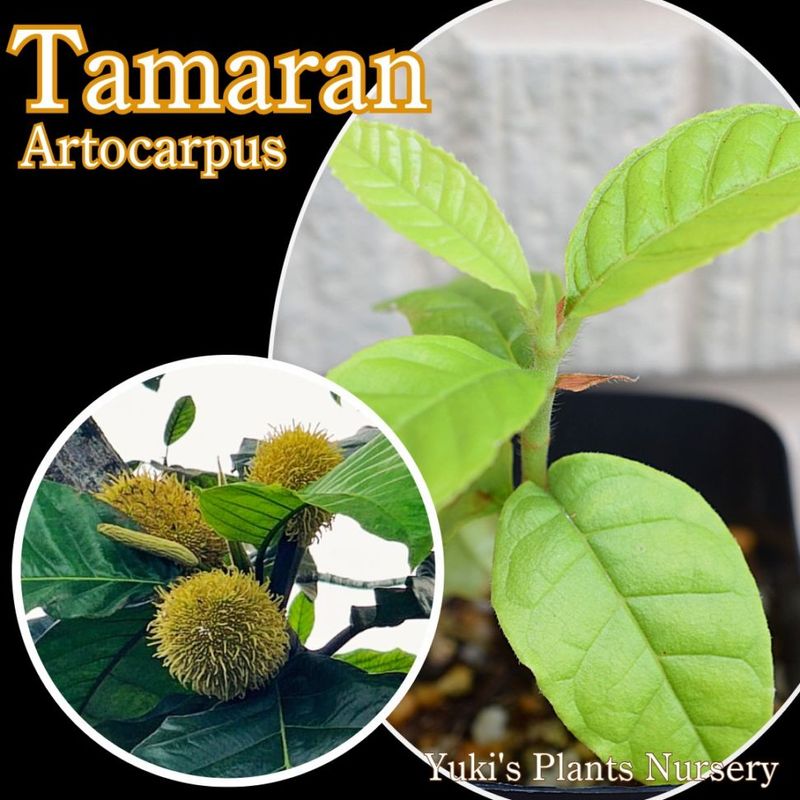 �Ρ��ޥ롦���ޥ�� ��[����Ǯ�Ӳ̼�]Artocarpus tamaran