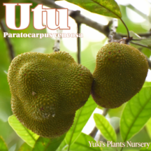 ���ȥ� ��[����Ǯ�Ӳ̼�]Paratocarpus Venessa