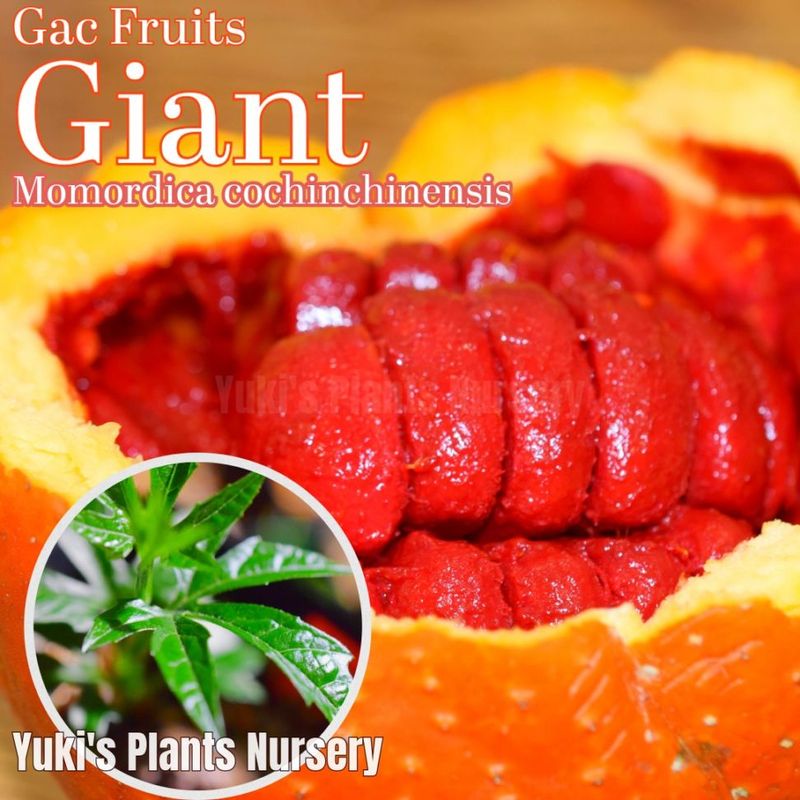 ���㥤����� ���å����ե롼��(�ʥ�Х󥭥��饹����) ��[Ǯ�Ӳ̼�] Momordica cochinchinensis