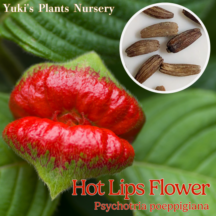 ホット・リップ 種子[珍奇トロピカルフラワー]サイコトリア・ぺピギアーナア Psychotria poeppigiana