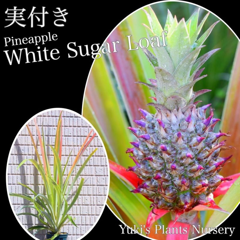 WASPE ストロベリーバナナ＆パイナップルココナッツ WASPE ストロベリーバナナandパイナップルココナッツ 40000パフ