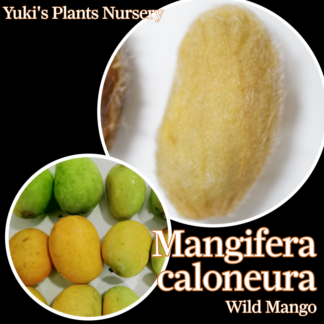 �Х��ޥ󥴡� ��� �ޥ󥮥ե��顦�����ͥ���[Ǯ�Ӳ̼�]Mangifera caloneura