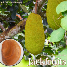 ����å��ե롼��(�ѥ�ߥ�) ���[�ȥ��ԥ���ե롼��]Artocarpus heterophyllus