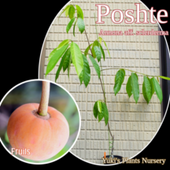 732〓希少 Myrciaria Pilosa 熱帯果樹 ラスト1苗 0000000009982_VJcBp3d.png