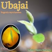 Х㥤 [ѴǮӲ̼]Eugenia myrcianthes