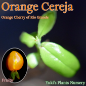 󥸡졼 [ѴǮӲ̼]Eugenia involucrata