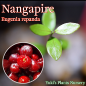 桼˥ѥ(ʥ󥬥ԥ) [ѴǮӲ̼]Eugenia repanda