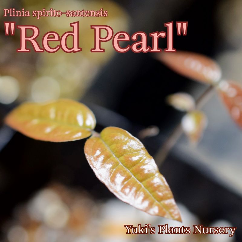 ����ܥ����� �ڥ�����ǡ����롼�� ��[�ʼ�:��åɥѡ���]Plinia spirito-santensis 'Red Pearl' Jaboticaba Peluda de Cruz