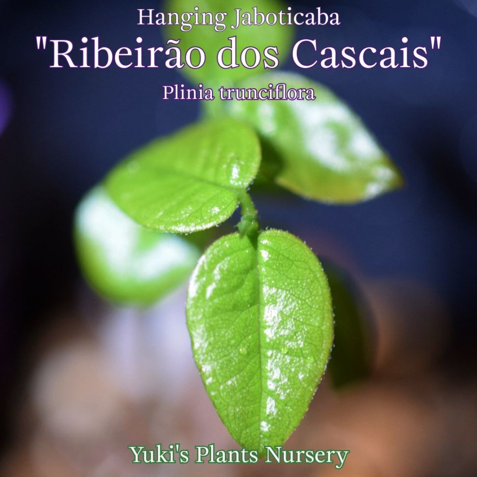 カフェジャボチカバ 苗[品種:リベイラオ・ドス・カスカイス]Plinia trunciflora 'Ribeir??o dos Cascais'