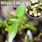 ۥ磻ȡ꡼ԥ꡼ [ǮӲ̼]Syzygium cerasiforme