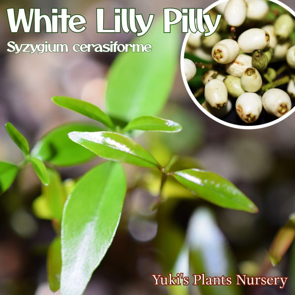 ホワイト・リリーピリー 苗[希少熱帯果樹]Syzygium cerasiforme