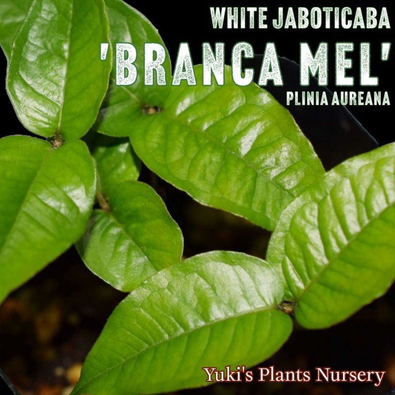 �ۥ磻�ȡ�����ܥ����� ��[�ʼ�:�֥�󥫡����]�ץ�˥��������쥢��/Plinia aureana