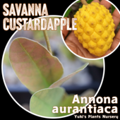 バンレイシ各種苗 珍しい熱帯果樹販売・通販ならユーキーズ