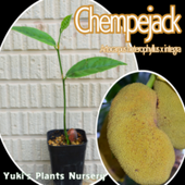 ڥå [ǮӲ̼]Artocarpus heterophyllus x integra(åե롼xڥå)(ѥߥxѥߥ)