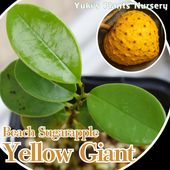 バンレイシ各種苗 珍しい熱帯果樹販売・通販ならユーキーズ