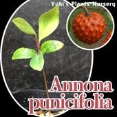 バンレイシ各種苗 珍しい熱帯果樹販売・通販ならユーキーズ