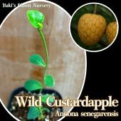 バンレイシ各種苗 珍しい熱帯果樹販売・通販ならユーキーズ