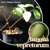 732〓希少 Myrciaria Pilosa 熱帯果樹 ラスト1苗 732〓希少 Myrciaria Pilosa 熱帯果樹 ラスト1苗
