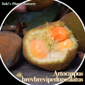 �ܥ�ɥ� ��[����Ǯ�Ӳ̼�]Artocarpus brevipedunculatus