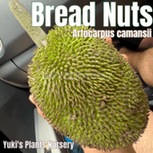 �֥�åɡ��ʥå� ���[Ǯ�Ӳ̼�]Artocarpus camansi