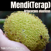 ����ȥ���ץ������饹�ƥ����� ��[Ǯ�Ӳ̼�]Artocarpus elasticus