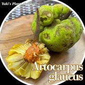 ����ȥ���ץ������饦���� ��[Ǯ�Ӳ̼�]Artocarpus glaucus