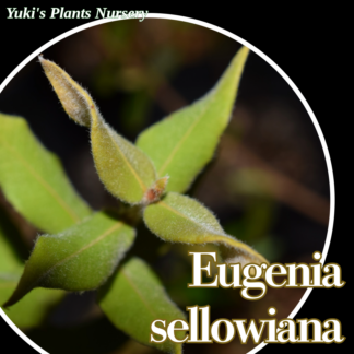 ユーゲニア・セロウィアナ 苗[希少熱帯果樹]Eugenia sellowiana