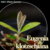 桼˥åĥ [ǮӲ̼]Eugenia klotzschiana
