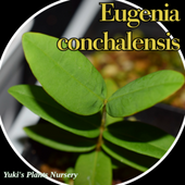 桼˥󥷥 [ǮӲ̼]Eugenia conchalensis