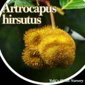 ����ȥ���ץ����ҥ륹���� ��[Ǯ�Ӳ̼�]Artocarpus hirsutus