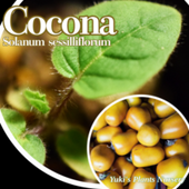  [ȥԥ٥֥]Solanum sessiliflorum