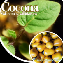 ココナ 苗[トロピカルベジタブル]Solanum sessiliflorum