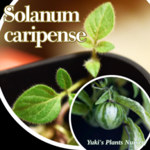 ツィンバロメロン 苗[トロピカルベジタブル]Solanum caripense
