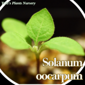 ֥饸ꥢ󡦥٥꡼ [ȥԥ٥֥]Solanum oocarpum