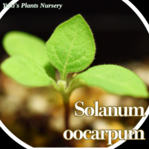 ブラジリアン・サンベリー 苗[トロピカルベジタブル]Solanum oocarpum