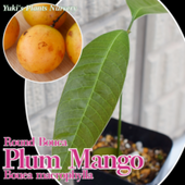 ץޥ󥴡 [ȥԥե롼]ܥޥե Bouea macrophyllaʥ饦ɥ)