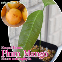 プラムマンゴー 苗[トロピカルフルーツ]ボウエア・マクロフィラ Bouea macrophylla（ラウンドタイプ)