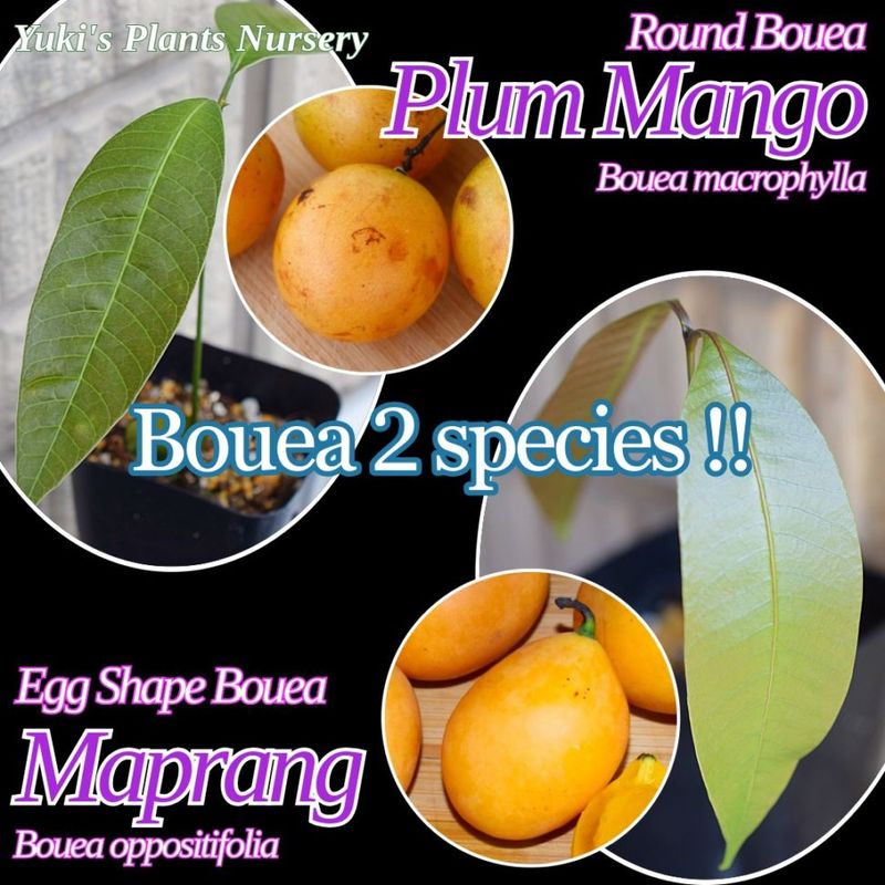 ܥ 2糧å [ޥץ󡦥ץޥ󥴡]Bouea oppositifolia & Bouet macrophylla