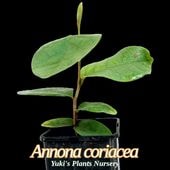 ����Υʡ����ꥢ���� ��[����Ǯ�Ӳ̼�]Annona coriacea