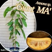 バンレイシ各種苗 珍しい熱帯果樹販売・通販ならユーキーズ